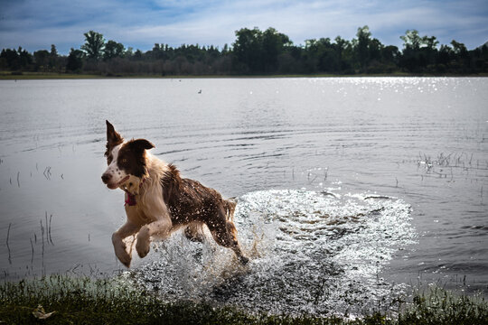 dog running in water