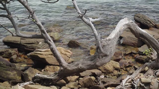 Weathered piece of driftwood resting on jagged coastal rocks, as gentle ocean waves wash against the shoreline in Khao Laem Ya Mu Ko Samet National Park, Thailand