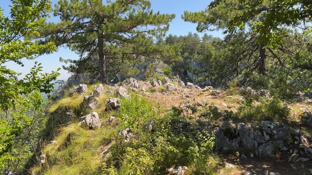 Camera tilts upward from loose rocks to a rugged trail at Banjska Stena viewpoint on Tara Mountain, framed by pine trees and green vegetation in bright daylight.