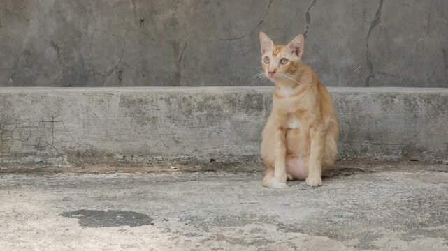 Orange Tabby Cat Sitting Calmly on a Concrete Surface Outdoors
