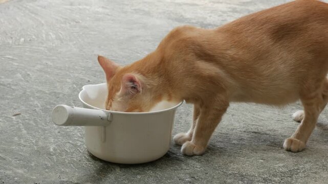 Orange Tabby Cat Drinking Water from a White Plastic Scoop Outdoors