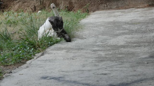Black and White Cat Grooming Itself Beside a Concrete Path Outdoors