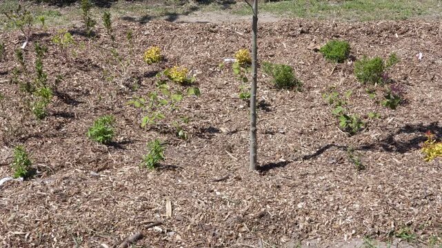 Water storing rain garden with mulch for vegetation and dry soil