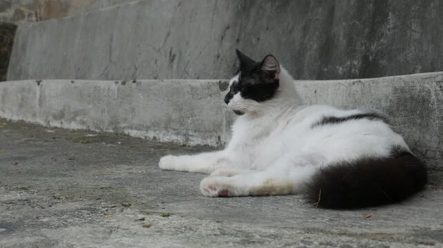 Black and White Cat Relaxing on a Concrete Surface Beside a Weathered Wall Outdoors