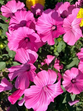 Close-up of vibrant pink mallow flowers blooming in a sunny garden