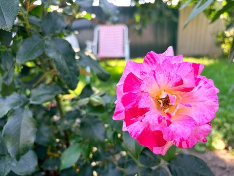 Close-up of a blooming pink and white variegated rose in a sunny garden