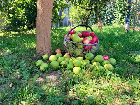 Wire basket filled with red apples and green pears on the grass in an orchard