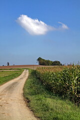 Fototapeta premium Feldweg an einem Maisfeld