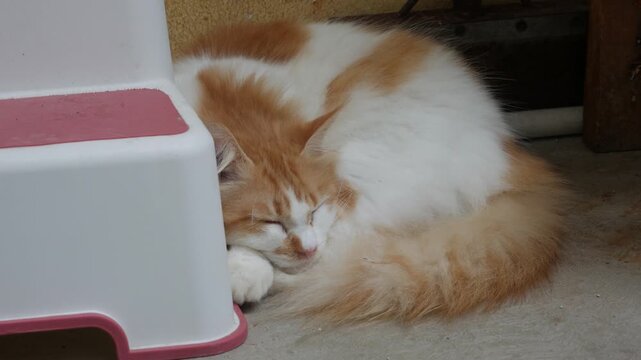 Fluffy Orange and White Cat Sleeping Peacefully on a Concrete Floor Close Up