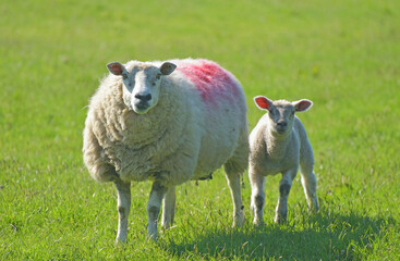 Fototapeta premium Lamb in a field on Pendle Hill near Sabden in Lancashire