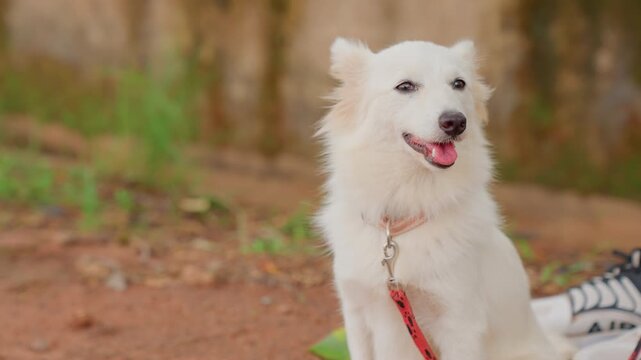 Mother and child with smiling white dog, closeup portrait at park edge, relaxed companion sitting on earthy path with red leash and collar, warm soft light highlights fur and joyful expression, tender