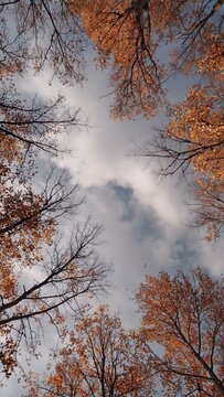 Autumn trees viewed upward against cloudy sky