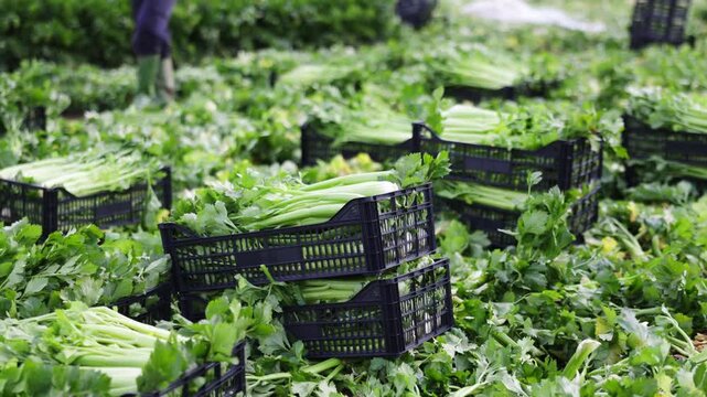 Crates full of fresh celery on vegetable field. Celery harvesting. High quality 4k footage