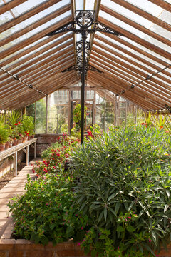 Flowers in pots and raised bed in a traditional timber and metal frame greenhouse. Greenhouse indoor gardening concept.