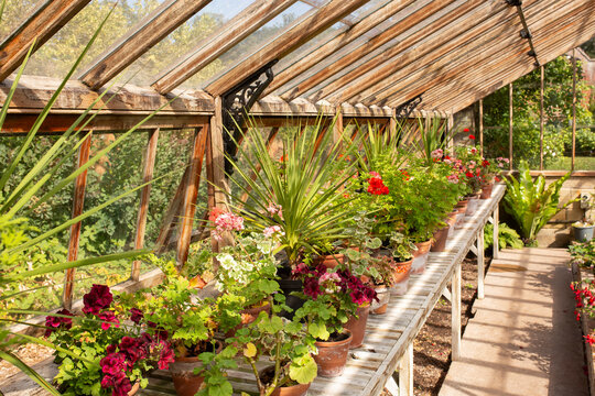 Variety of flowers in terracotta pots in a traditional timber and metal frame greenhouse. Greenhouse indoor gardening concept.