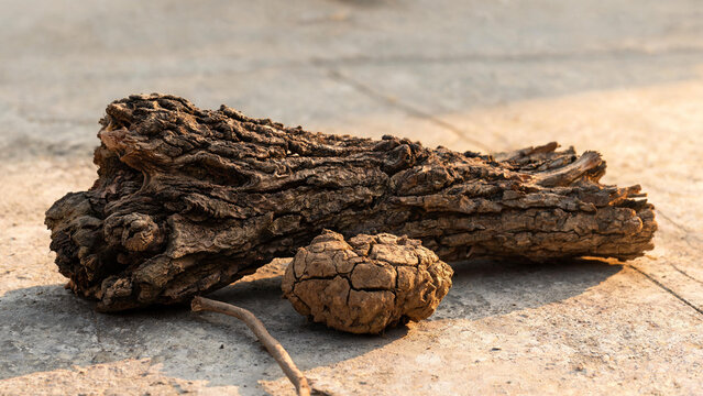 Gnarled tree bark with dry earth clod and bent twig, organic resilience and raw nature concept