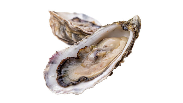 Open raw fresh oyster shell seafood gourmet delicacy isolated on transparent background cut out