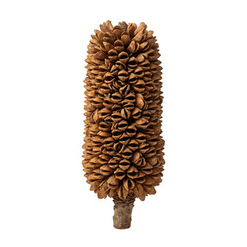 A single dried banksia seed pod with a textured, woody surface isolated on a black background, for nature and botanical isolated on a transparent background