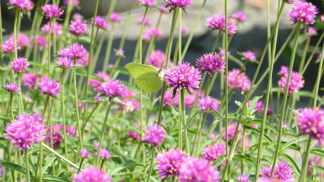 Common brimstone butterfly (Gonepteryx rhamni) moving around on a pink flower in Zurich, Switzerland