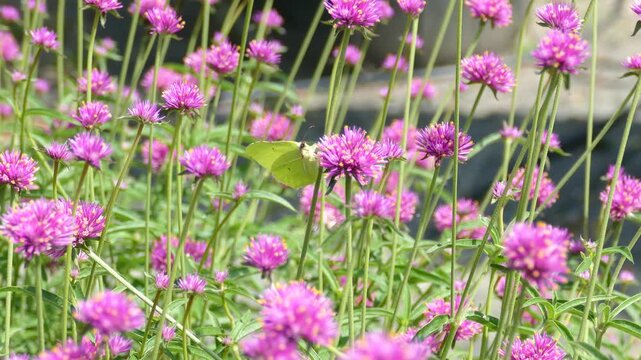 Common brimstone butterfly (Gonepteryx rhamni) moving around on a pink flower in Zurich, Switzerland