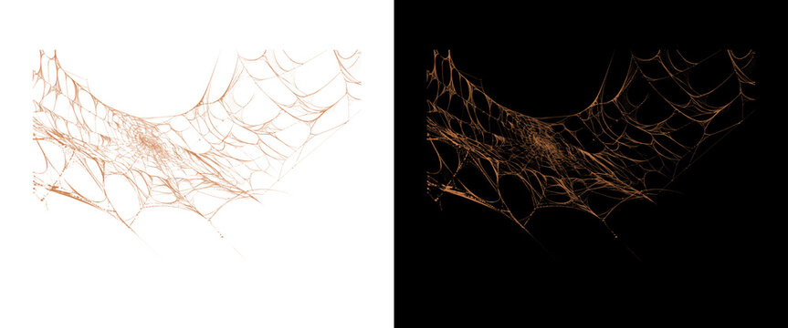 Spooky spider web isolated on white and black backgrounds, creepy halloween cobweb design elements, realistic spiderweb texture