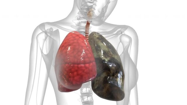 Human Respiratory System Lungs Anatomy Animation Concept