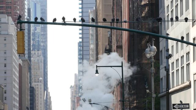 New York City Midtown urban tall building architecture, Manhattan straight street, 8 eights avenue, United States of America. Skyscraper towers, pigeon birds, USA. Hot steam smoke vapor. Traffic light