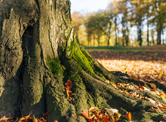 Fototapeta premium Close up of a beautiful textured tree trunk with big roots spreading into the ground covered in green moss.