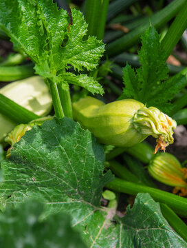 Zucchini growing in the garden. Selective focus.