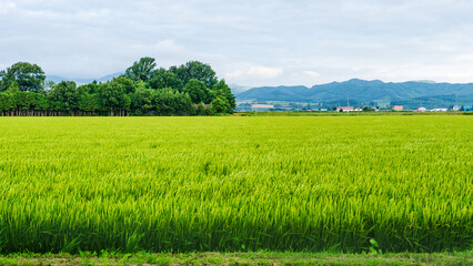 Fototapeta premium Green rice fields and distant hills in central Hokkaido