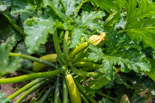 Zucchini growing in the garden. Selective focus.
