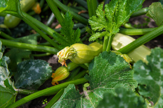 Zucchini growing in the garden. Selective focus.