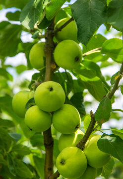 Apples on a tree. Selective focus.