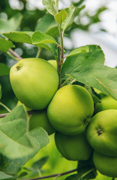 Apples on a tree. Selective focus.