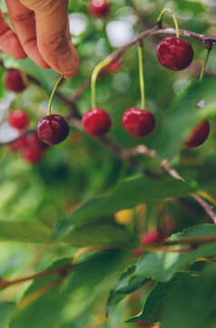 Ripe cherries on a tree. Selective focus.