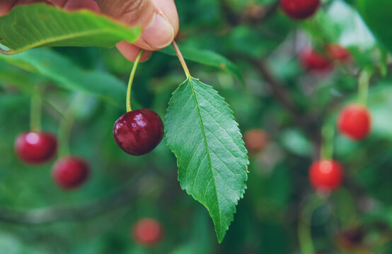 Ripe cherries on a tree. Selective focus.
