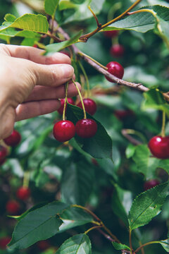 Ripe cherries on a tree. Selective focus.