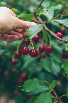 Ripe cherries on a tree. Selective focus.