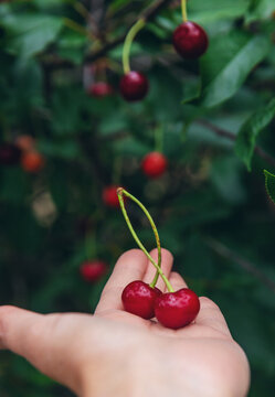Ripe cherries on a tree. Selective focus.