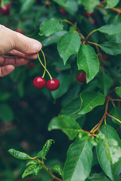 Ripe cherries on a tree. Selective focus.