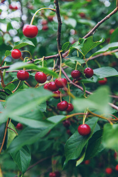 Ripe cherries on a tree. Selective focus.