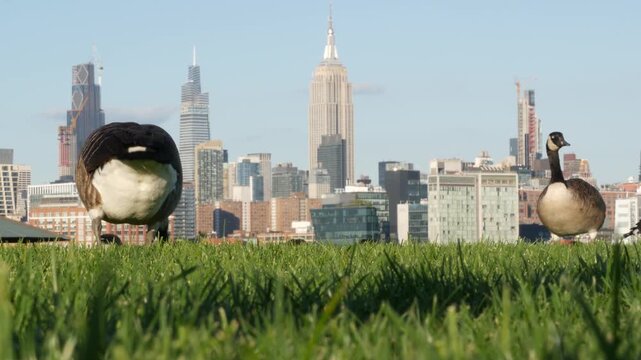 New York City Manhattan Midtown towers from New Jersey, wild goose or duck on grass lawn of pier A park, Hoboken, United States. American high-rise skyscraper building and birds migration, NYC skyline