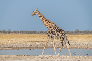 Giraffe at a waterhole in Etosha National Park, Namibia, Africa © dvlcom