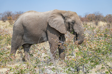 African Elephant eating in Etosha National Park, Namibia, Africa © dvlcom