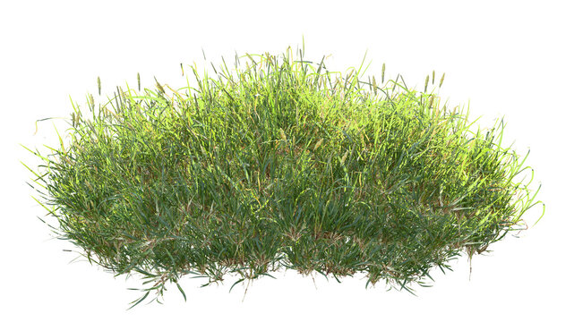 Wild grass plants isolated on transparent background 3D render