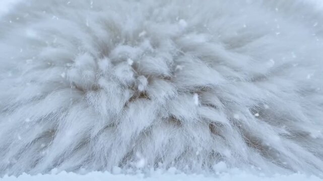 Close-up of a small brown squirrel in snowy winter forest.