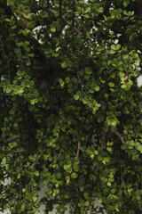 Fototapeta premium Close-Up of Green Foliage