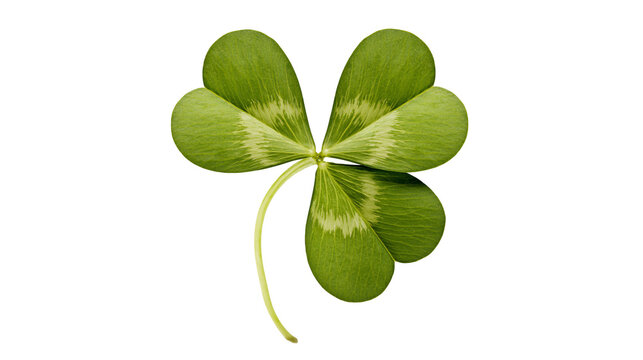 Green clover leaf with four heart-shaped petals and light green stem