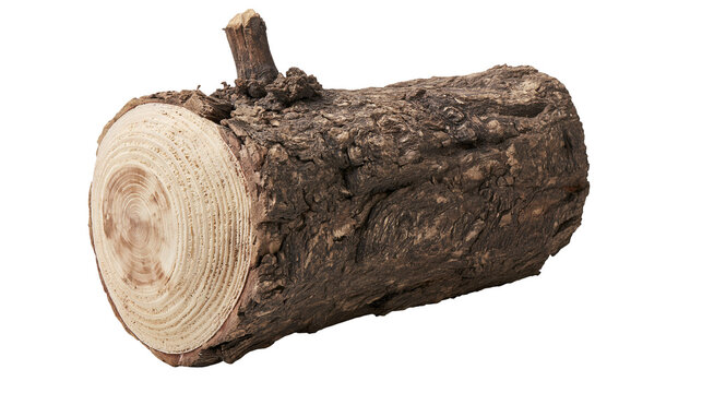 Rough bark log section with visible growth rings