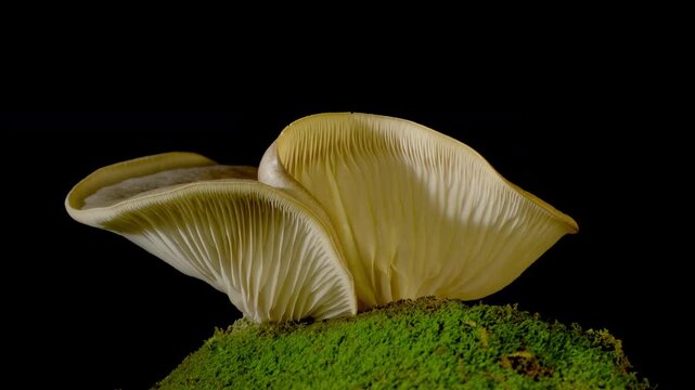 Close-up time-lapse of mushroom gills opening and cap development, biology concept.